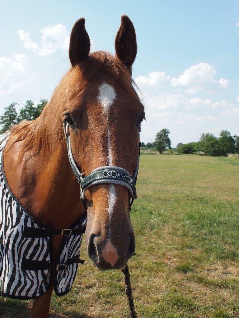 Anky Halster Mesh Chic Deep Green Pony, Ophalen of Verzenden, Nieuw