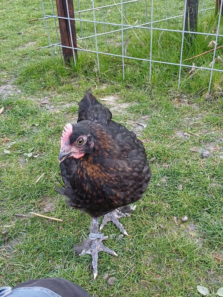 Jonge marans hanen raszuiver, Dieren en Toebehoren, Pluimvee, Mannelijk, Kip