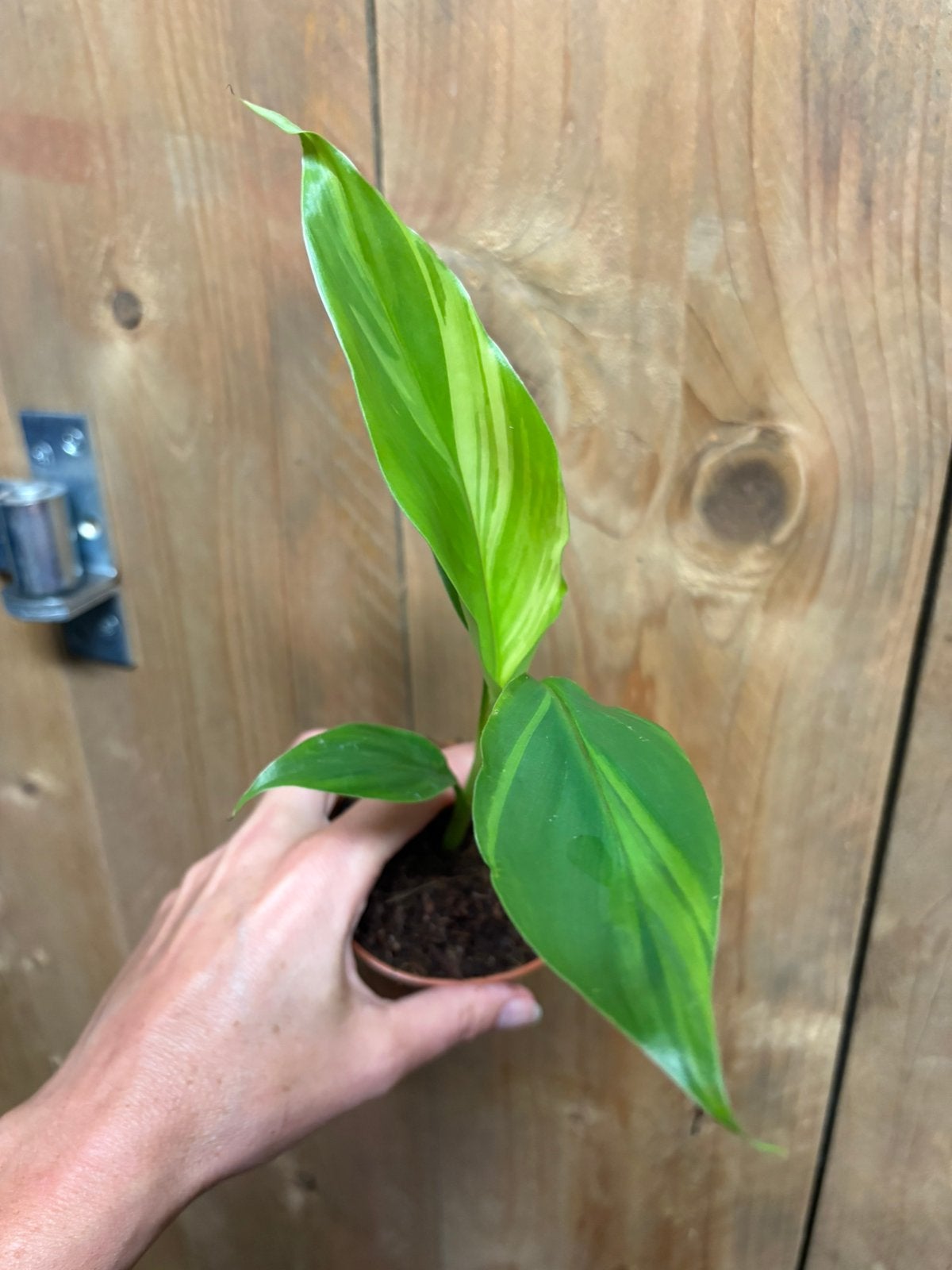 Musa basjoo variegata aurea yellow lemon mint, Ophalen of Verzenden, Halfschaduw, Minder dan 100 cm
