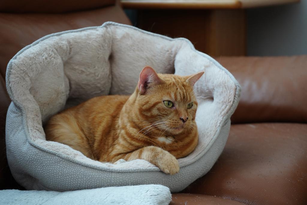 Gratis poes Maya, Poes