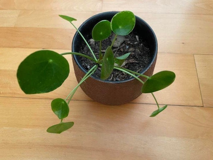 Pannenkoekplant, Huis en Inrichting, Kamerplanten, Ophalen, Halfschaduw, Minder dan 100 cm