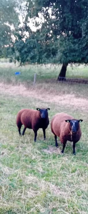 ooi lammeren, Dieren en Toebehoren, Schapen, Geiten en Varkens, Vrouwelijk, Schaap, 0 tot 2 jaar