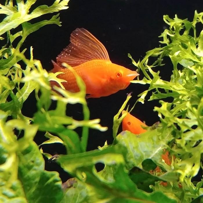 Molly velifera, Vis