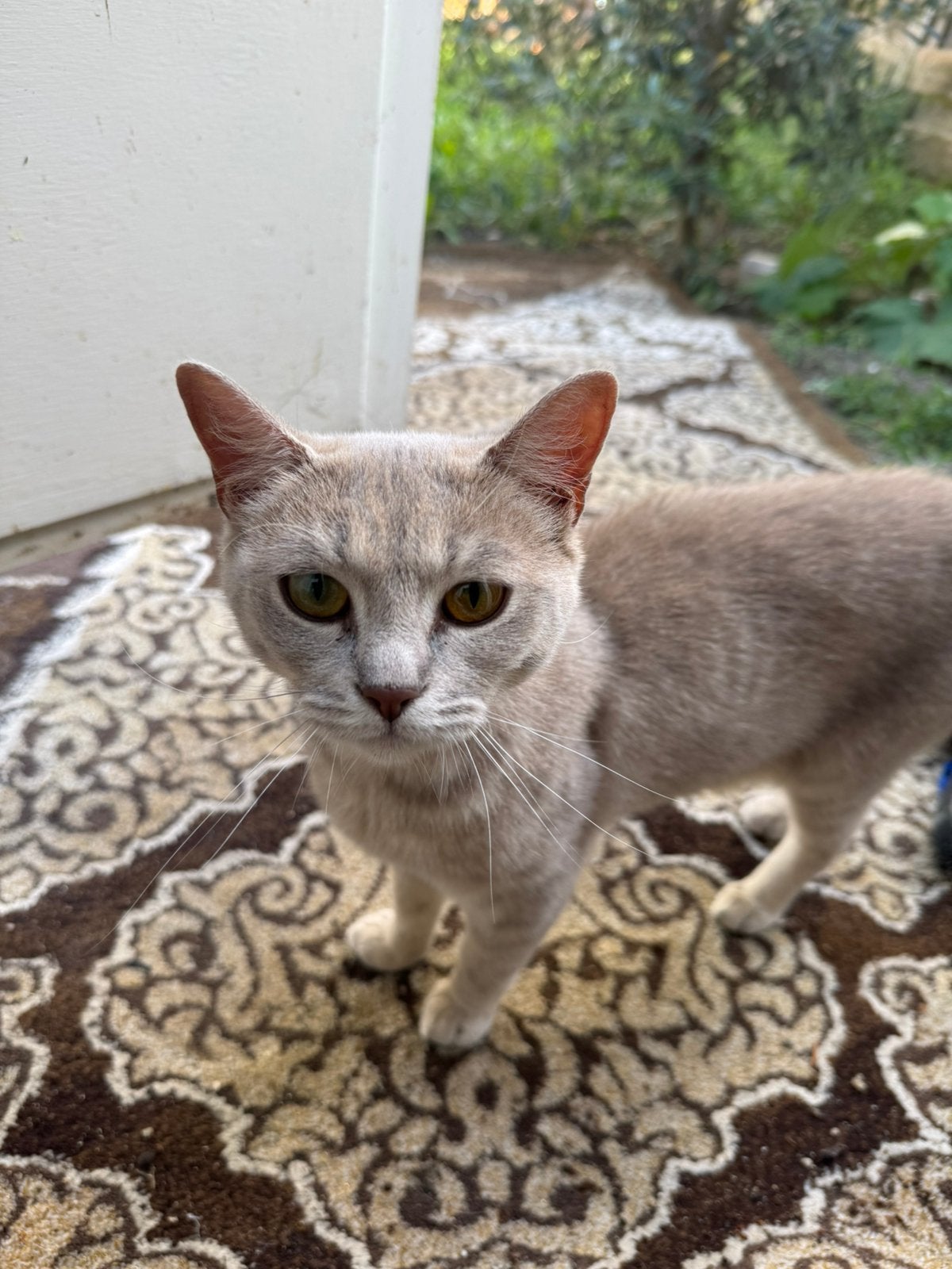 Britse korthaar 3 over en moedertje/mannetje, Dieren en Toebehoren, Katten en Kittens | Overige Katten, Poes, Kortharig, 0 tot 2 jaar