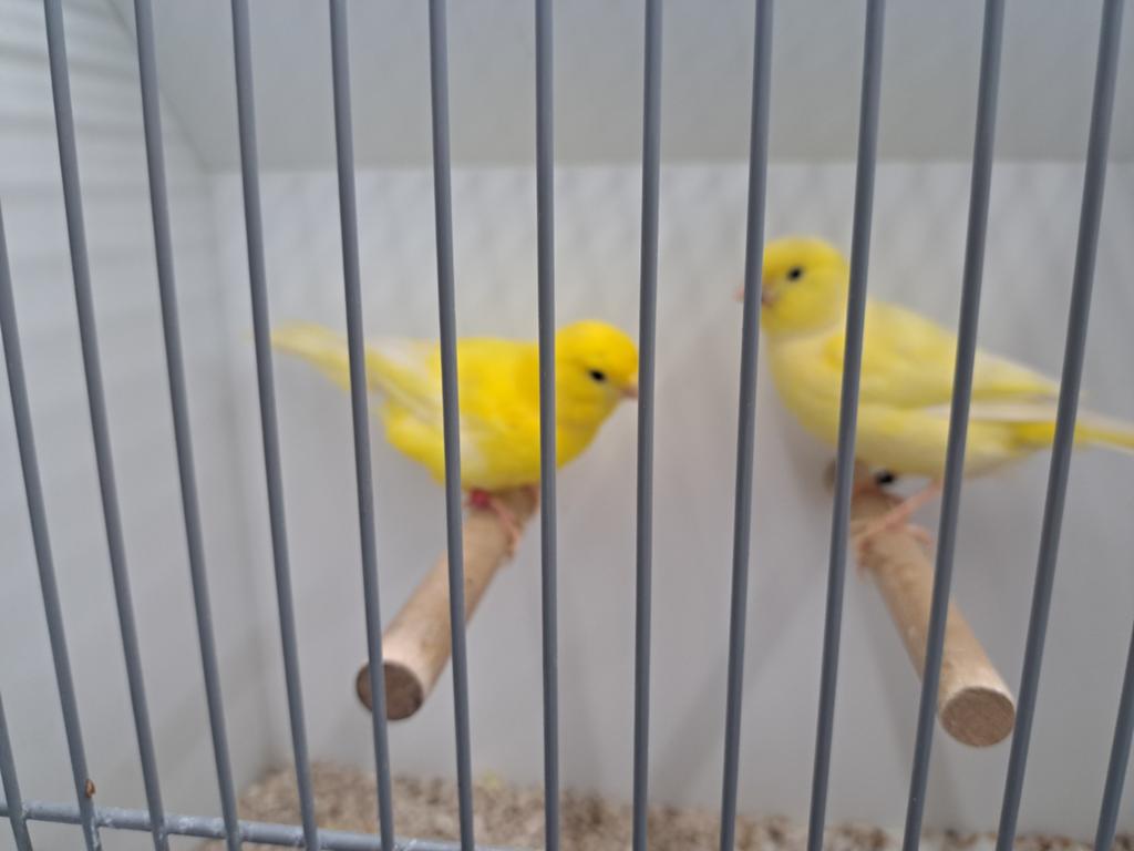 Diverse koppels gele kanaries tt waardig, Meerdere dieren, Kleurkanarie