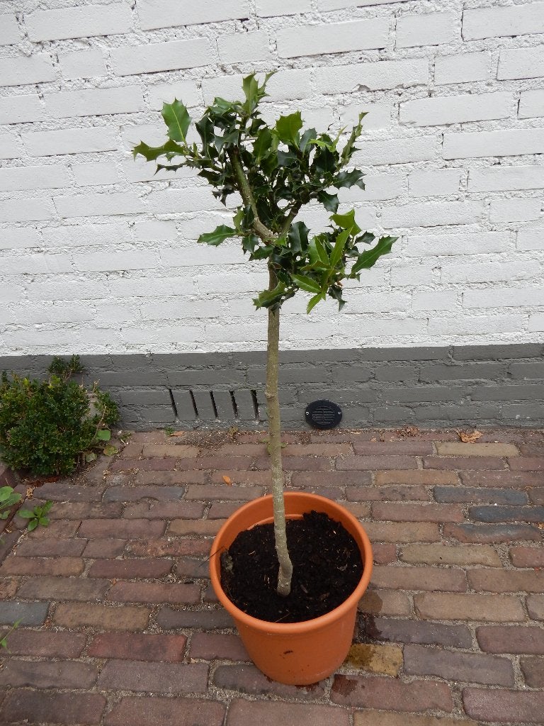 GROENE HULST OP STAM, Vaste plant, Halfschaduw, Lente, Ophalen