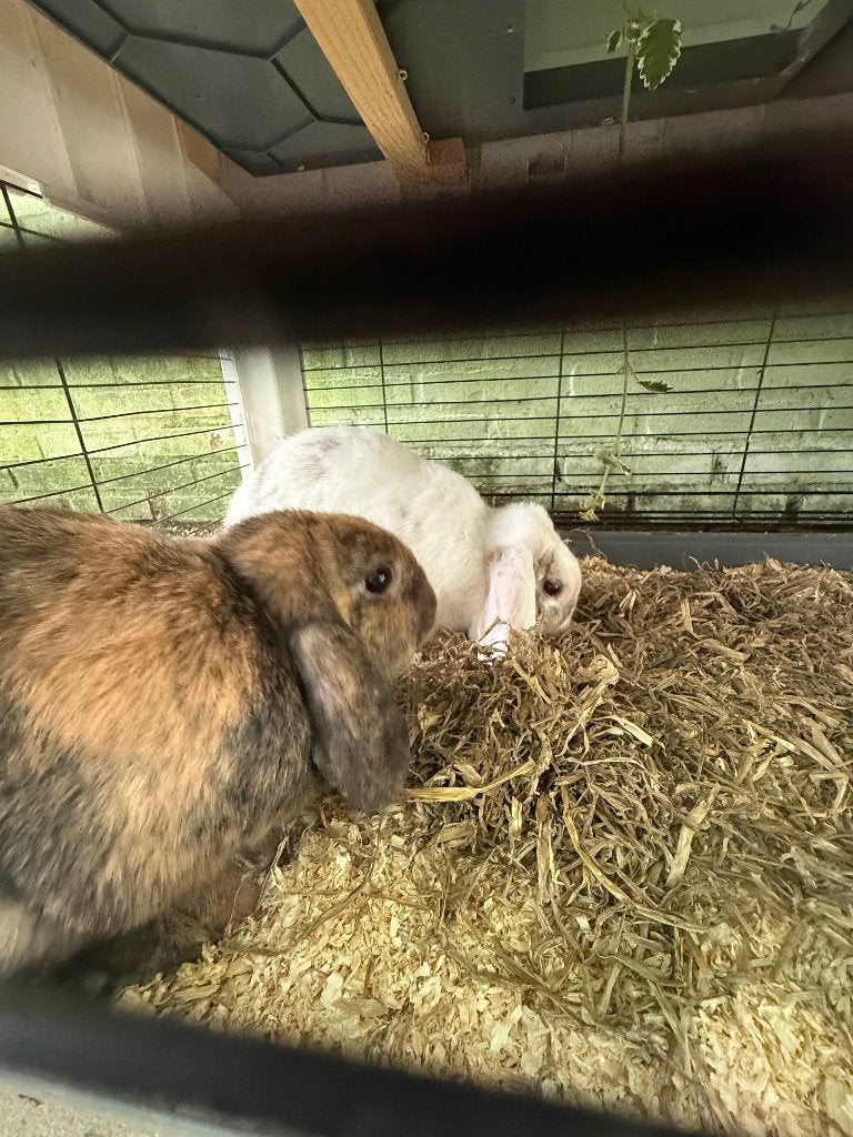 Lieve konijntjes koppel, Dieren en Toebehoren, Meerdere dieren, Dwerg, Hangoor, 0 tot 2 jaar