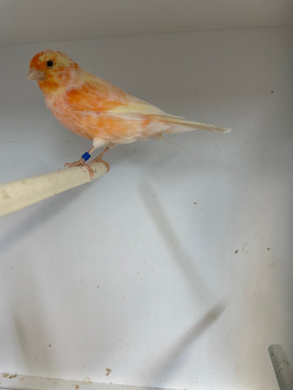 Mozaïek man 2026, Dieren en Toebehoren, Vogels | Kanaries, Mannelijk, Kleurkanarie