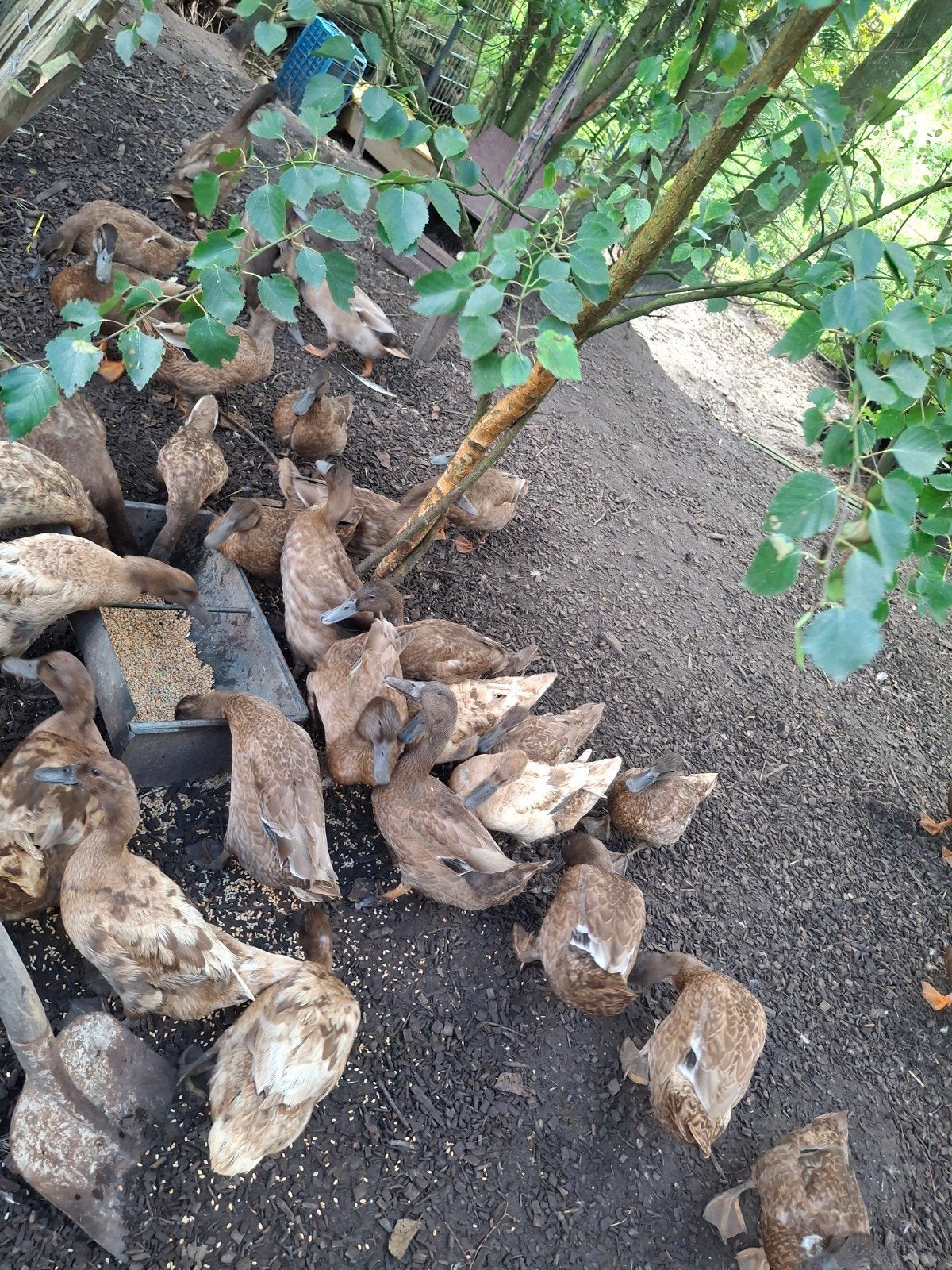 khaki campbell eenden, Dieren en Toebehoren, Meerdere dieren, Eend