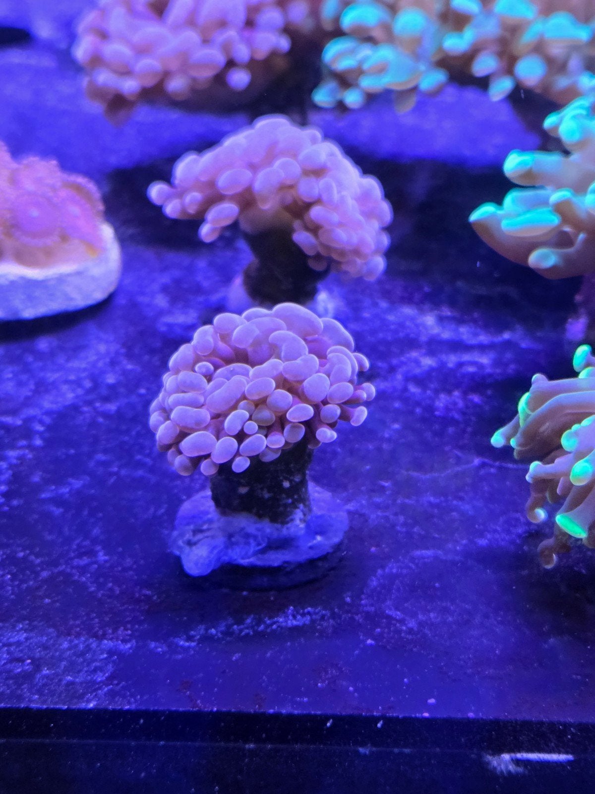 Euhpyllia Paraancora Copper, Ophalen, ., Overige typen, Nieuw