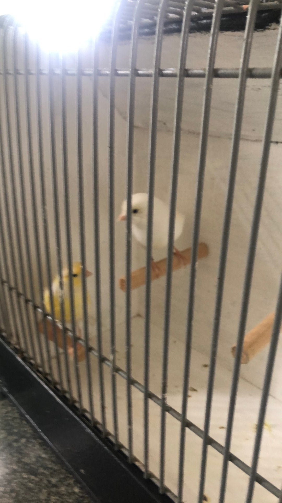 Te Koop ;  (1) Prachtig Koppel Geel Mozaïek Kanaries, Dieren en Toebehoren, Vogels | Overige Vogels, Meerdere dieren, Geringd