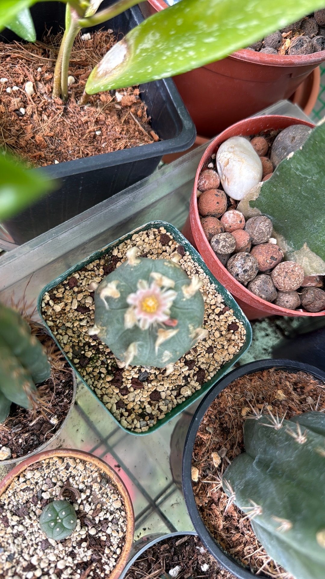 Lophophora Williamsii - Peyote Cactus, Overige soorten, Volle zon, Vaste plant, Ophalen of Verzenden