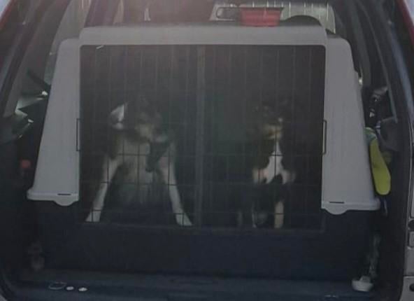 Hondenbench voor 2 honden met tussenschot., Ophalen, Gebruikt