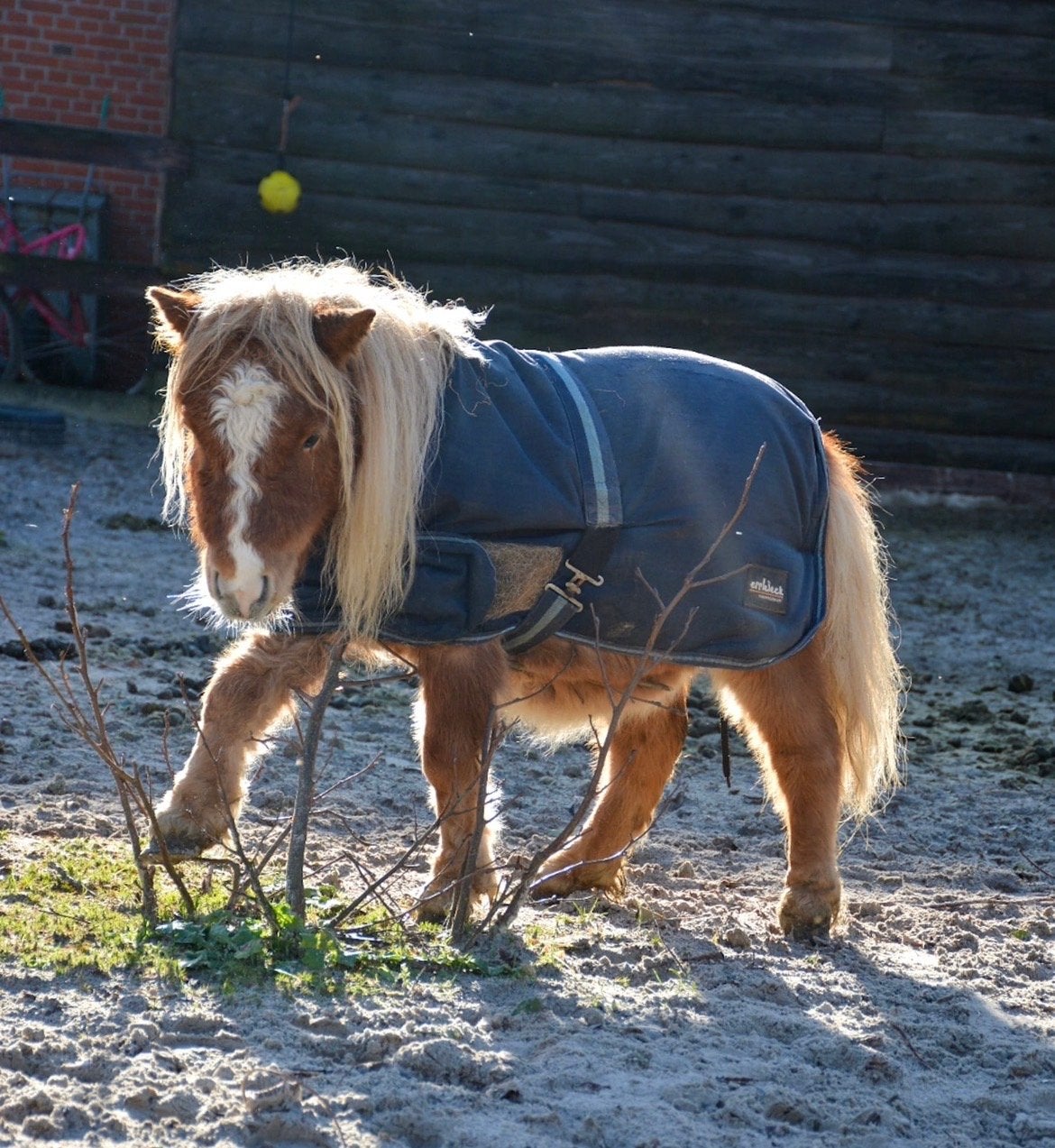 Mooi Shetlander hengst van 5 jaar, Gechipt, Hengst, A pony (tot 1.17m), 3 tot 6 jaar