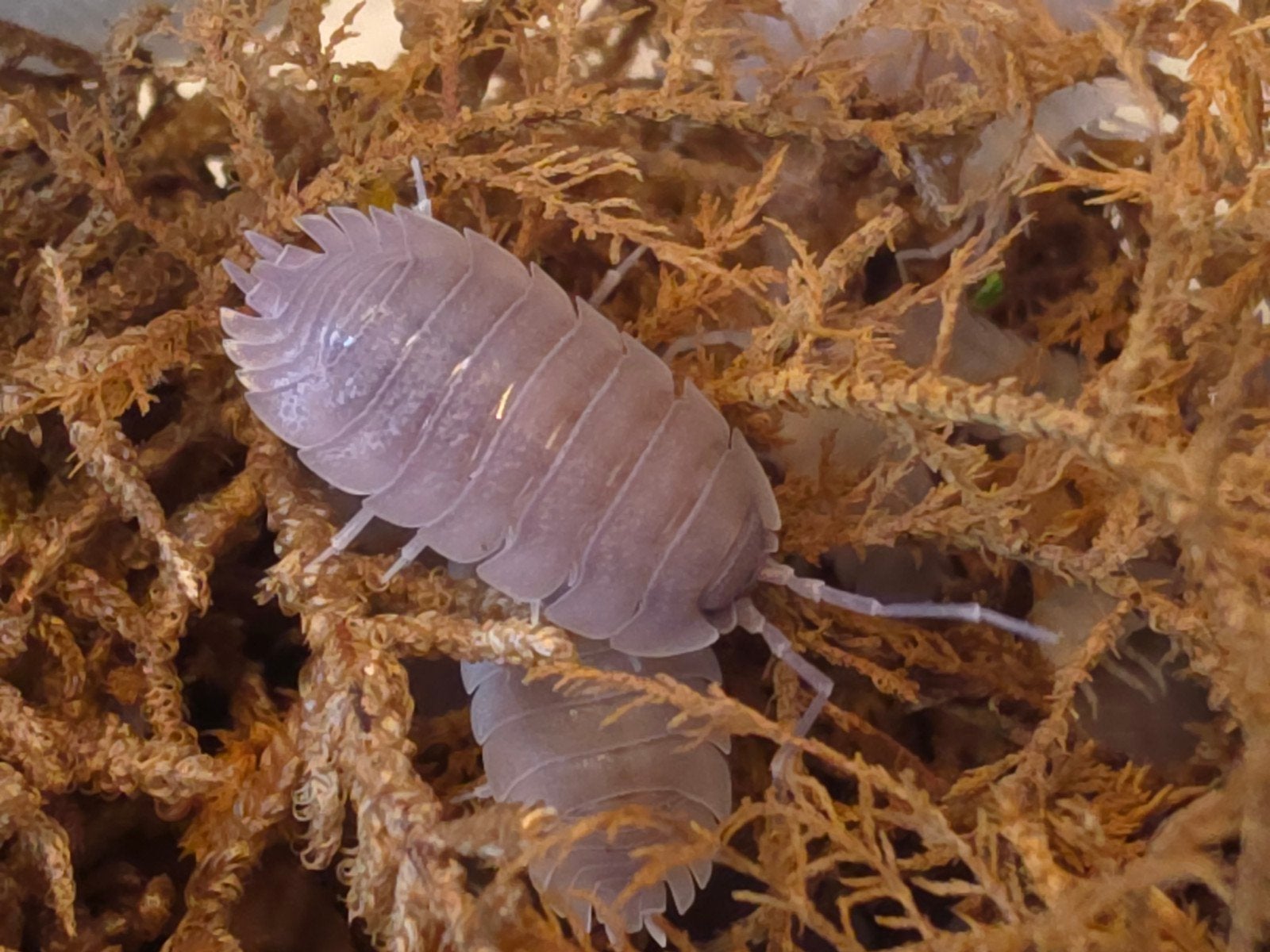 Porcellio baeticensis 'Violet', Overige soorten