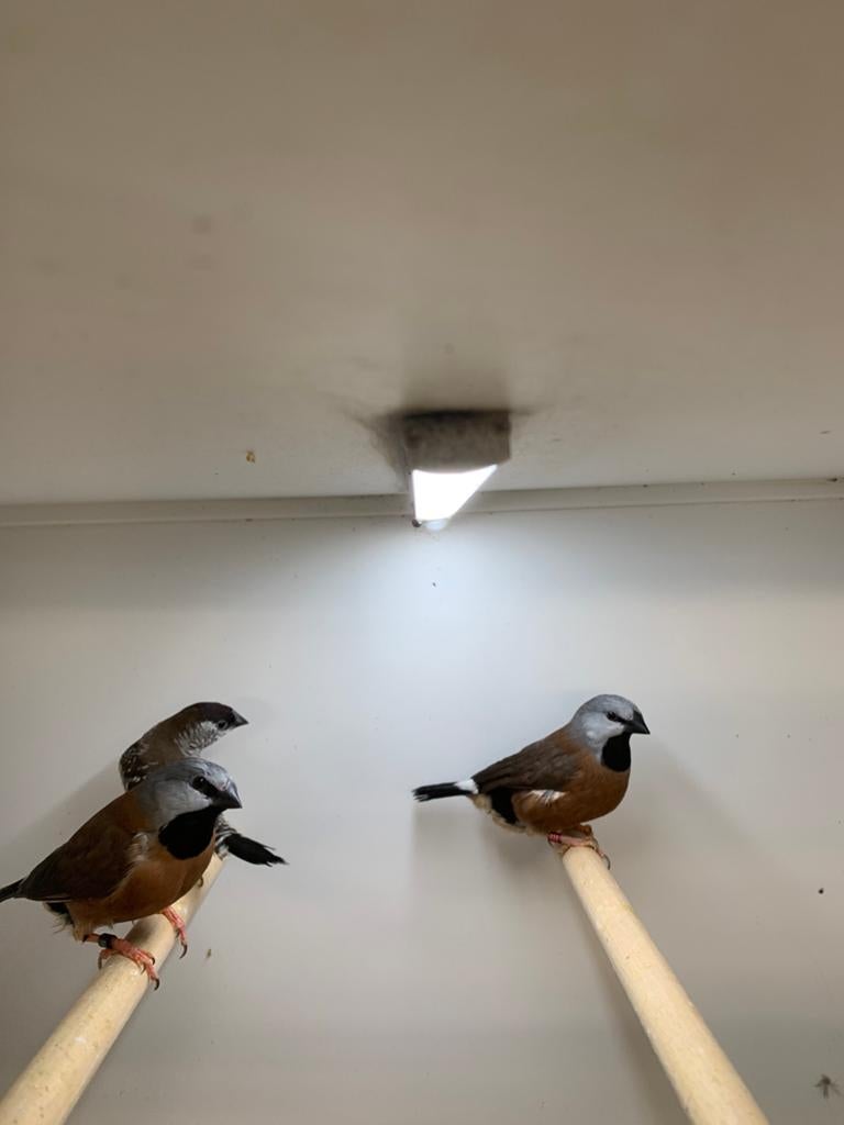 gordel grasvinkjes, Meerdere dieren