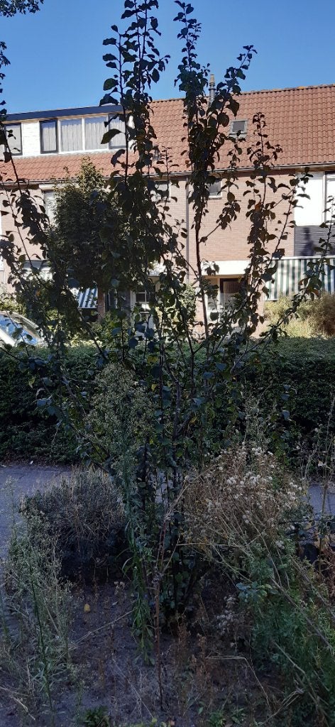 Gratis af te halen struik, Tuin en Terras, Planten | Struiken en Hagen, Ophalen, Overige soorten, Struik, 100 tot 250 cm