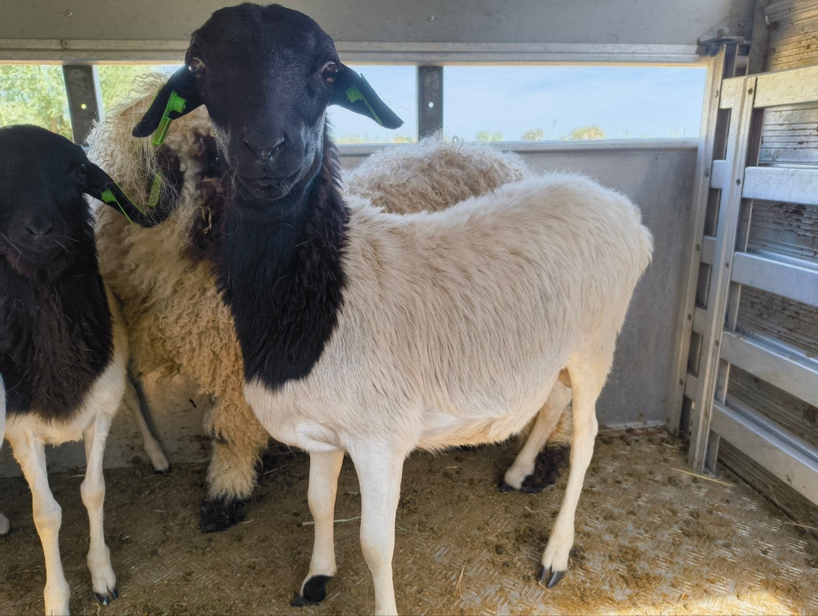 ram beschikbaar, Dieren en Toebehoren, Schapen, Geiten en Varkens, Mannelijk, Schaap, 0 tot 2 jaar