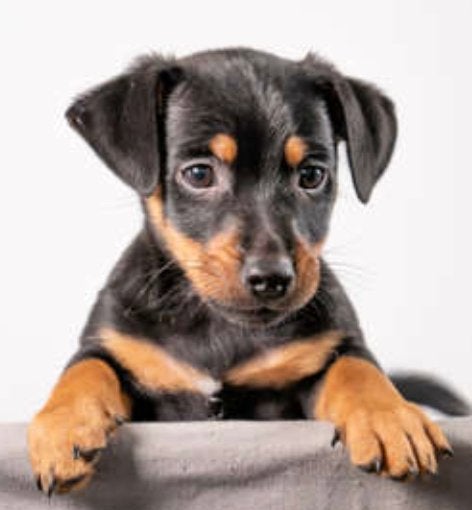 JACK RUSSELL PUP GEZOCHT, Dieren en Toebehoren, Honden | Jack Russells en Terriërs, Jack Russell Terriër, Meerdere, Meerdere dieren