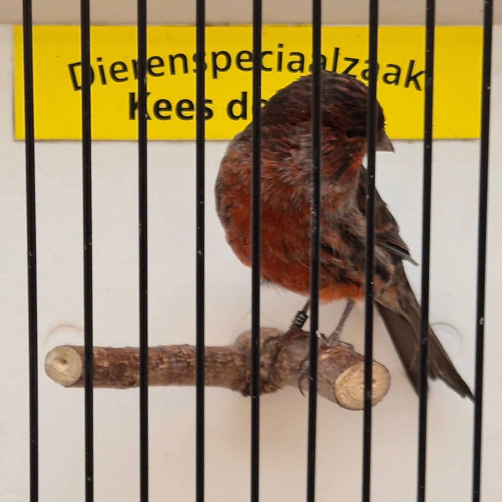 zwart rode kanarie man