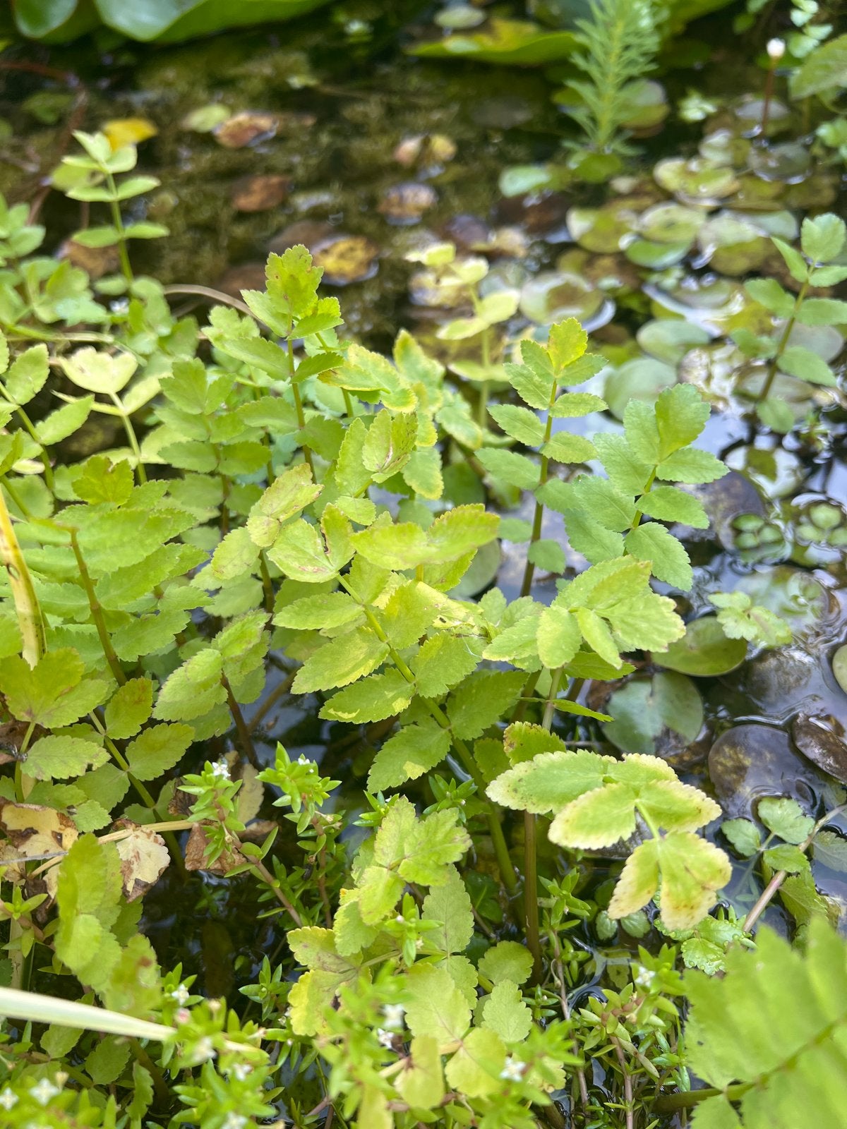 Waterplant voor vijver - Watereppe, Ophalen, Nieuw