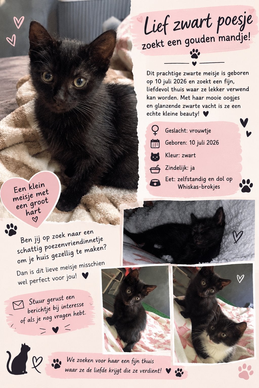 Kitten poes, Dieren en Toebehoren, Poes, Kortharig, 0 tot 2 jaar
