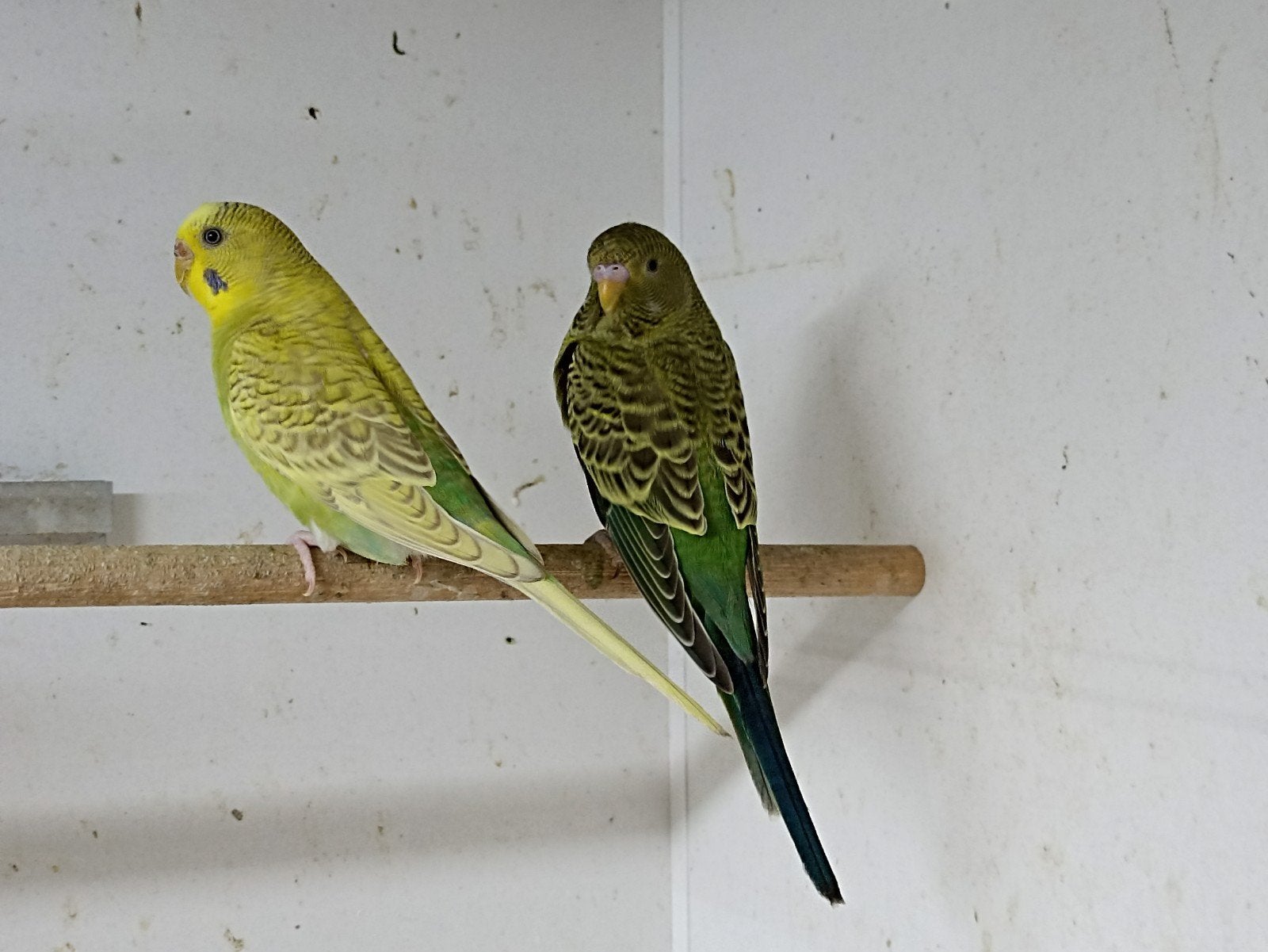 interessant koppel grasparkieten, Dieren en Toebehoren, Vogels | Parkieten en Papegaaien, Meerdere dieren, Parkiet
