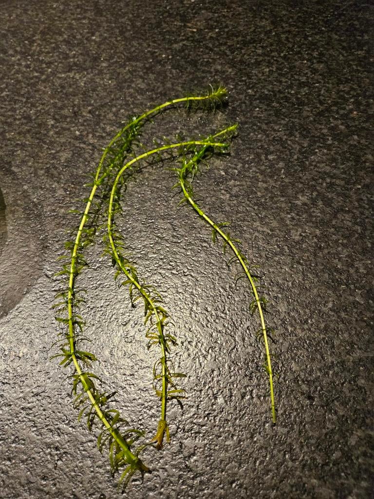 Aquarium plant waterpest 20 stengels, Ophalen, Nieuw, Plant(en), Steen of Hout