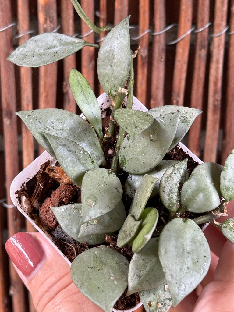 Hoya Krohniana eskimo., Overige soorten, In pot, Minder dan 100 cm, Bloeiende kamerplant