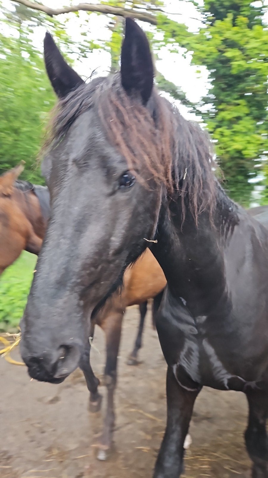 Zeer lieve 3 jarige friese ruin, Gechipt, Ruin, Zadelmak, 3 tot 6 jaar