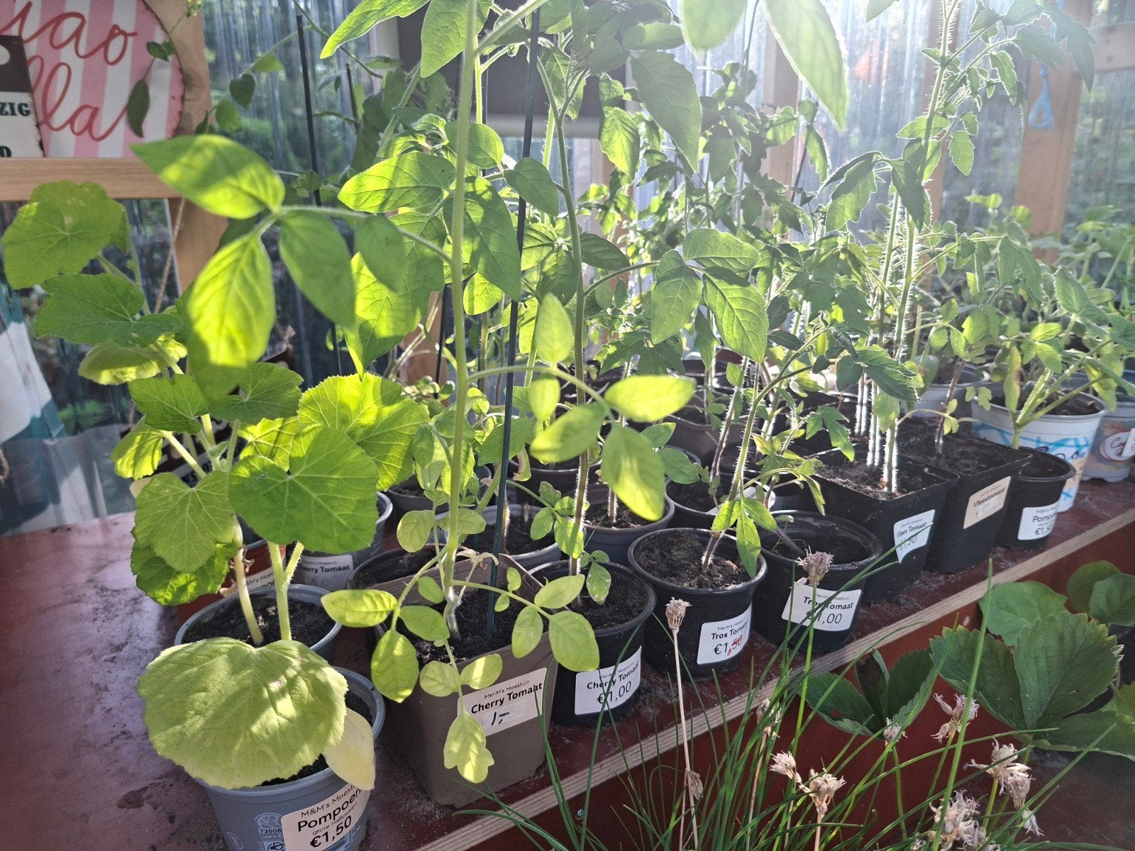 Tomatenplanten: Cherry, Tros & Vlees - 1,- per stuk, Tuin en Terras, Planten | Tuinplanten, Ophalen