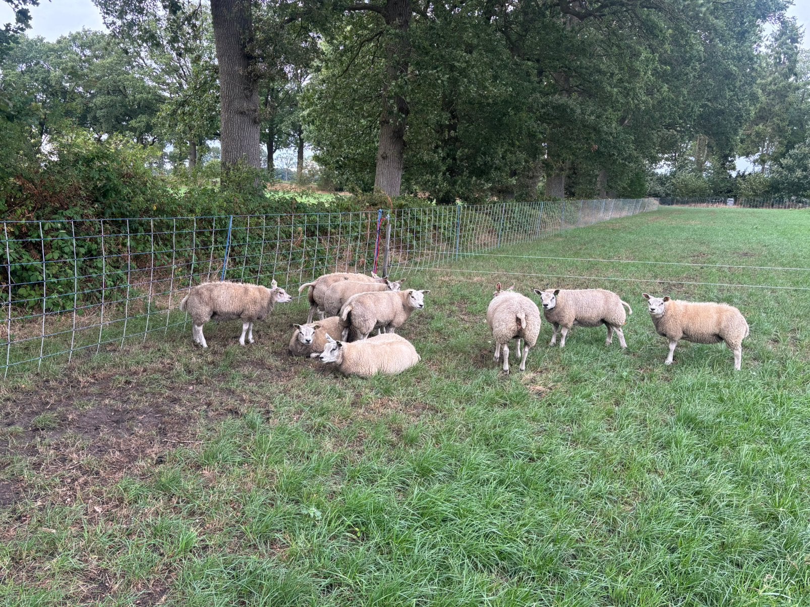 Witte texelaar ooilammeren stamboek, Dieren en Toebehoren, Schapen, Geiten en Varkens, Vrouwelijk, Schaap