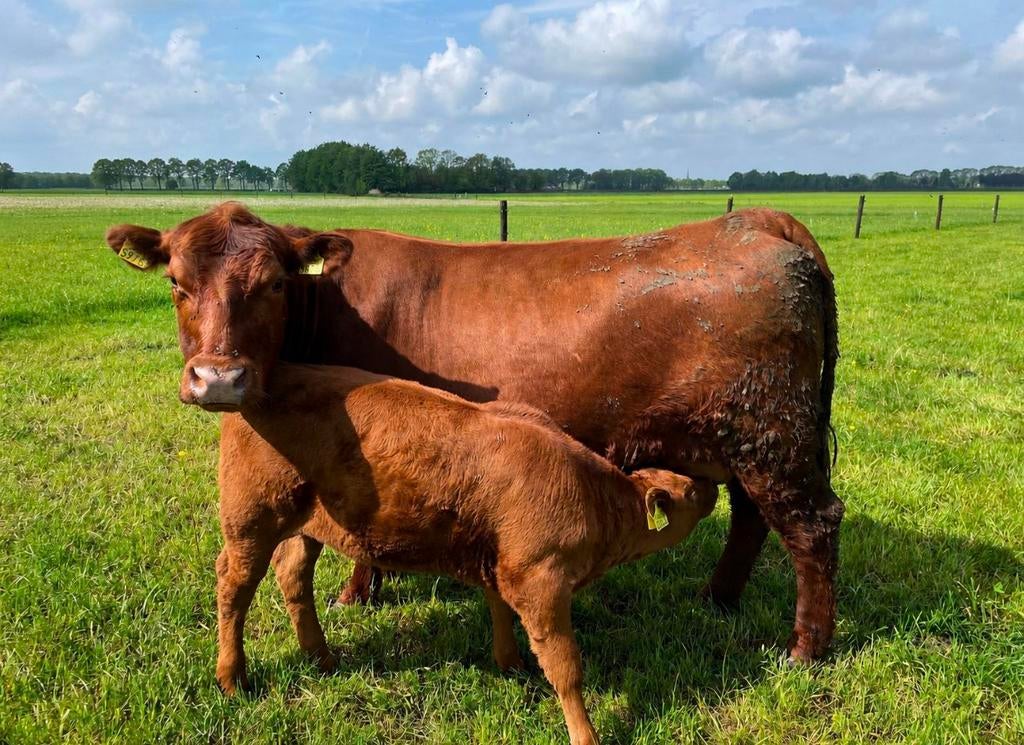 Mooi zoogstel zuivere Red Angus koe met vaarskalf, Vrouwelijk