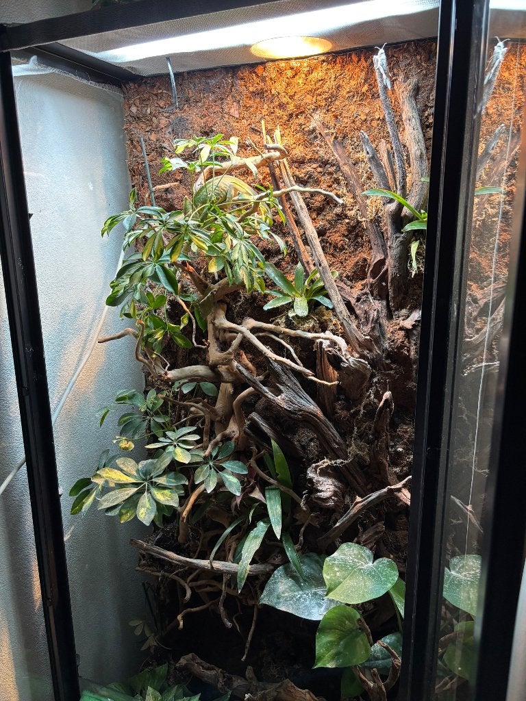 Terrarium met Jemen kameleon Chameleon photo 2