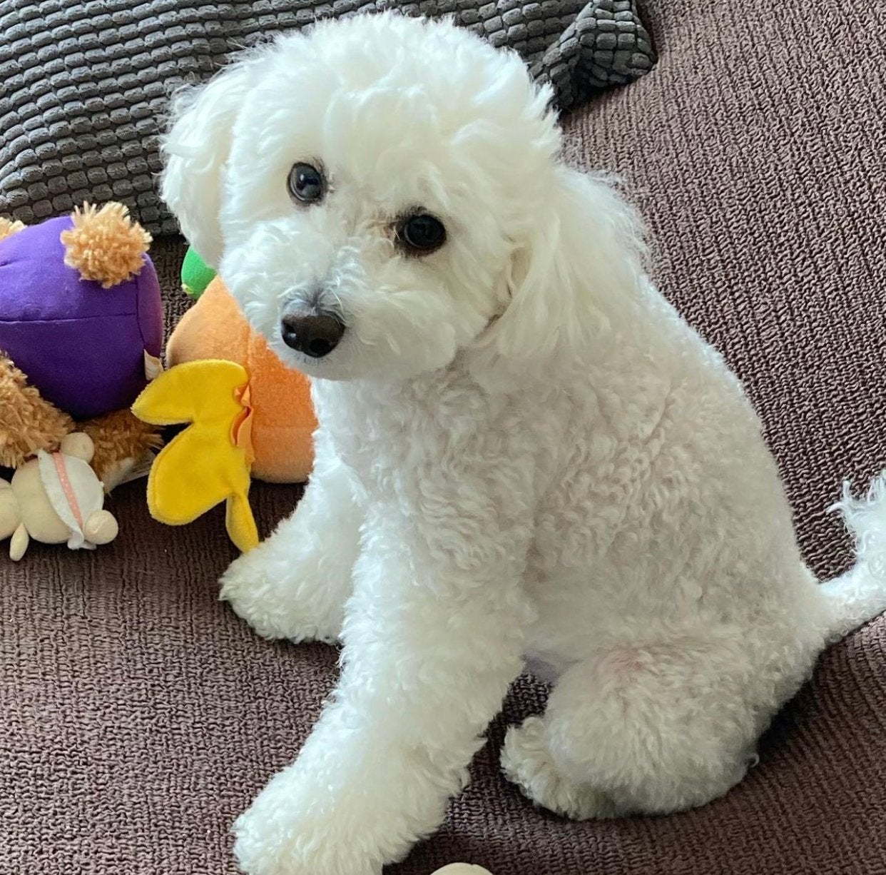 Maltipoo teef zoekt gouden mandje, Dieren en Toebehoren, Parvo, Overige rassen, Teef, Eén hond