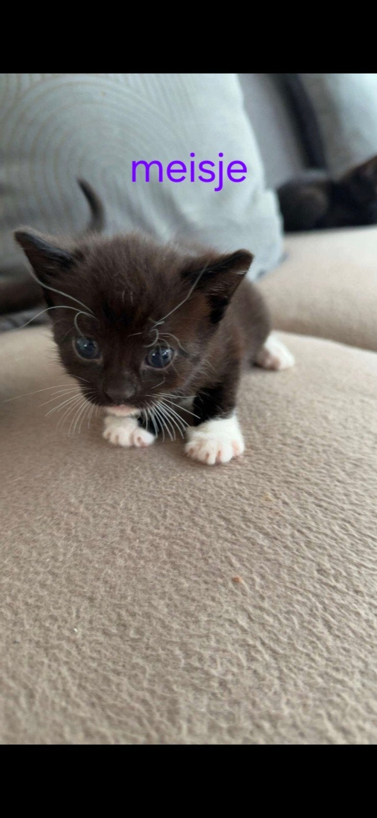 kittens, Dieren en Toebehoren, Meerdere dieren, Kortharig, 0 tot 2 jaar