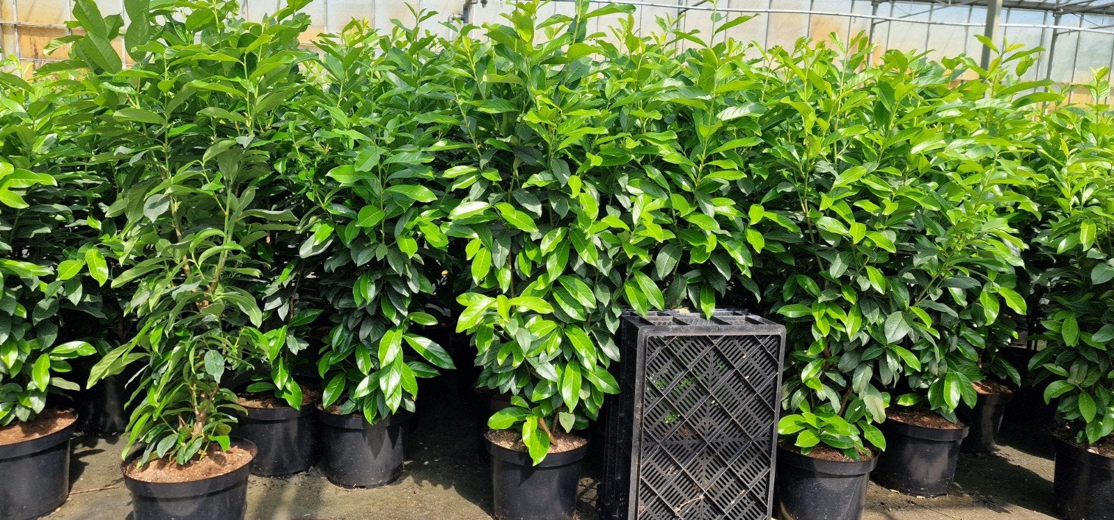 Laurier planten in diverse maten en soorten, Vaste plant, Bloeit niet, Halfschaduw, Ophalen