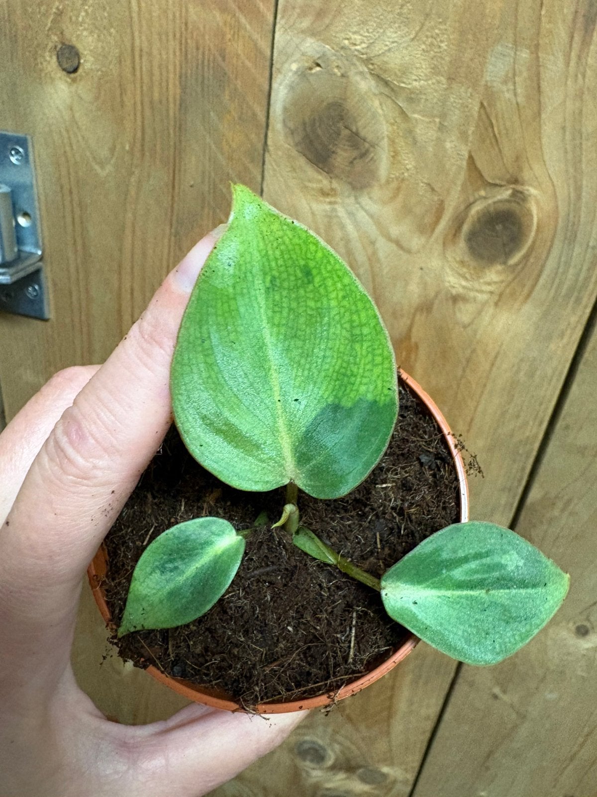 Philodendron gloriosum plant green mint dark aurea variegata, Ophalen of Verzenden, Halfschaduw, Minder dan 100 cm