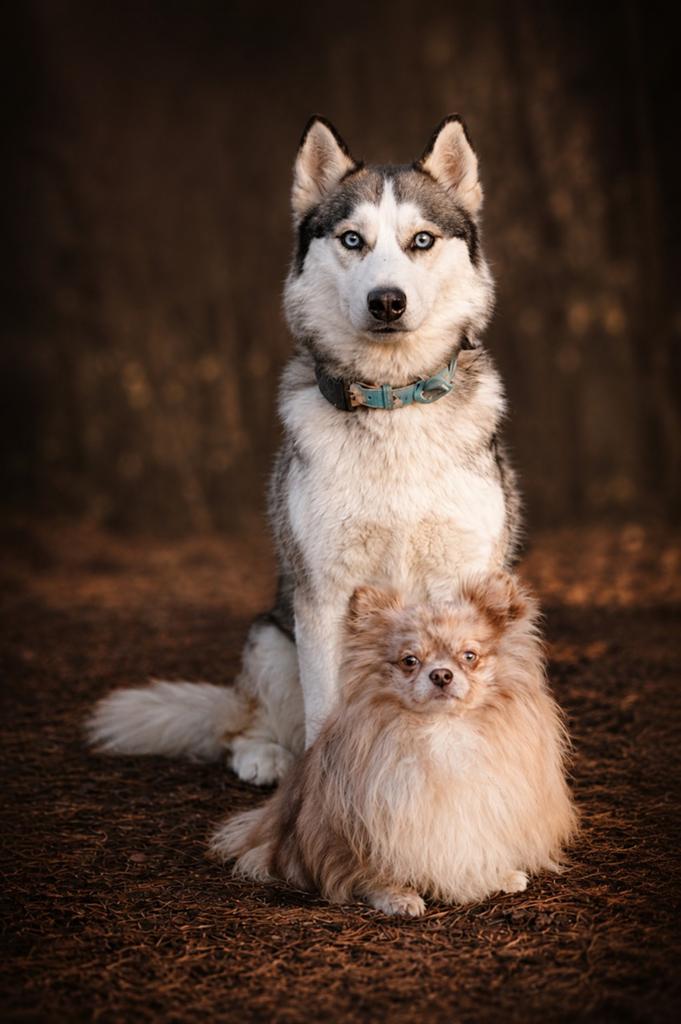 Unieke Pomsky pups, 8 tot 15 weken, Meerdere, Meerdere dieren, Nederland