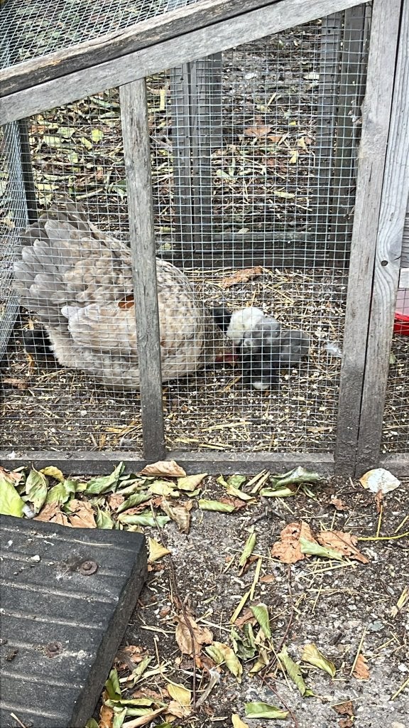 wyandotte kriel met kuikens, Meerdere dieren, Kip