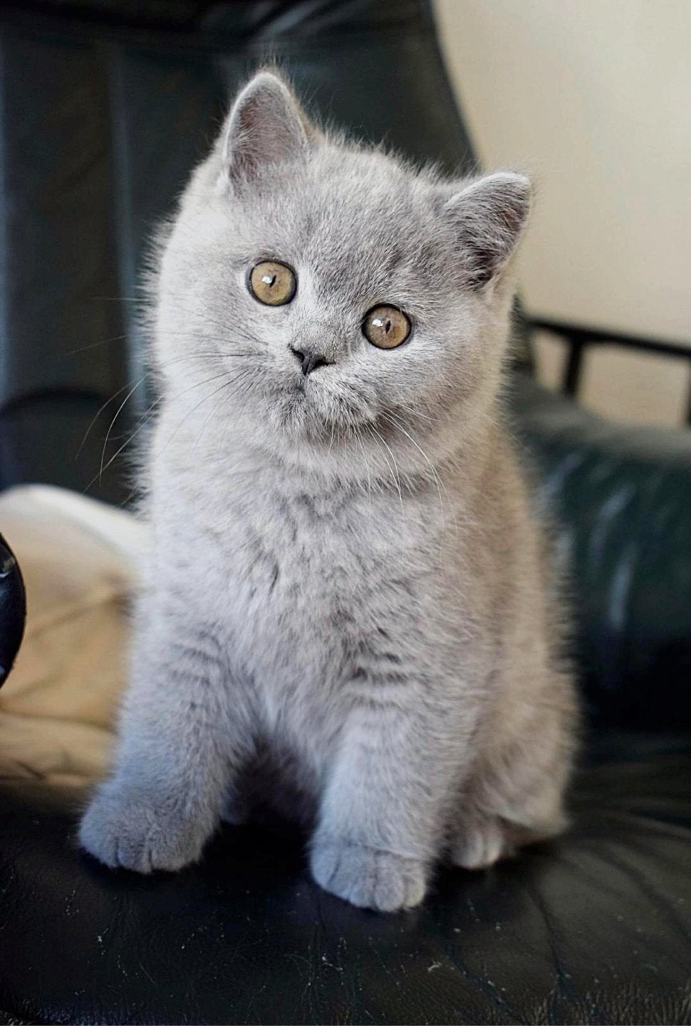 Schattige Britse korthaar kittens Klaar voor een gouden mand, Dieren en Toebehoren, Meerdere dieren, Ontwormd, 0 tot 2 jaar