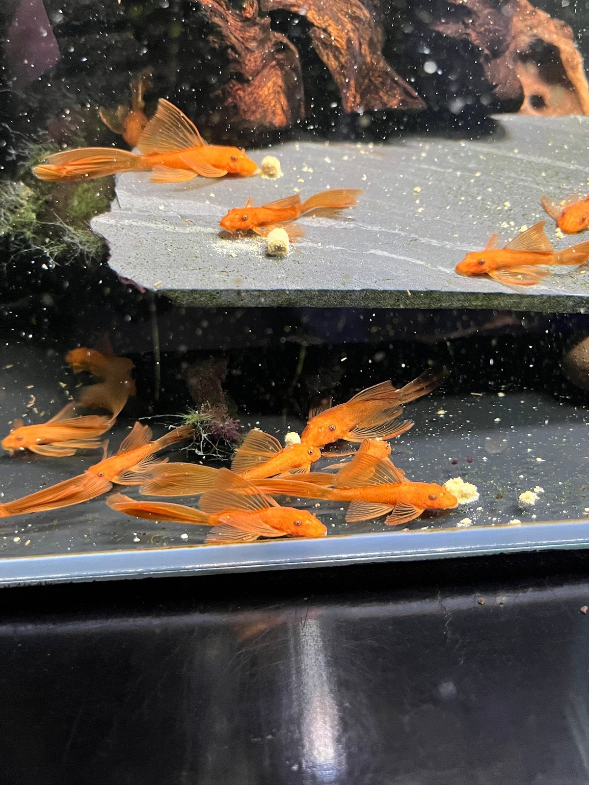 Super red longfinn ancistrussen / aquariumvissen, Dieren en Toebehoren, Vissen | Aquariumvissen, Vis, Zoetwatervis