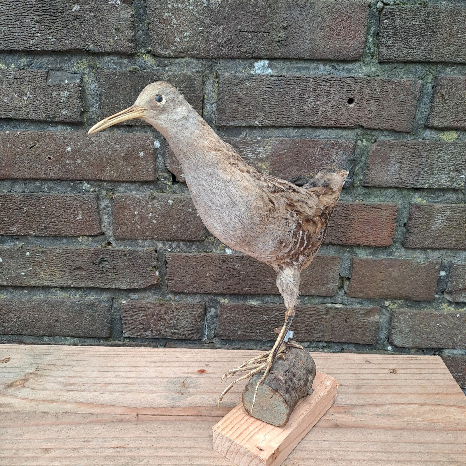 opgezette vogel taxidermie geringd, Ophalen of Verzenden, Zo goed als nieuw, Vogel, Opgezet dier