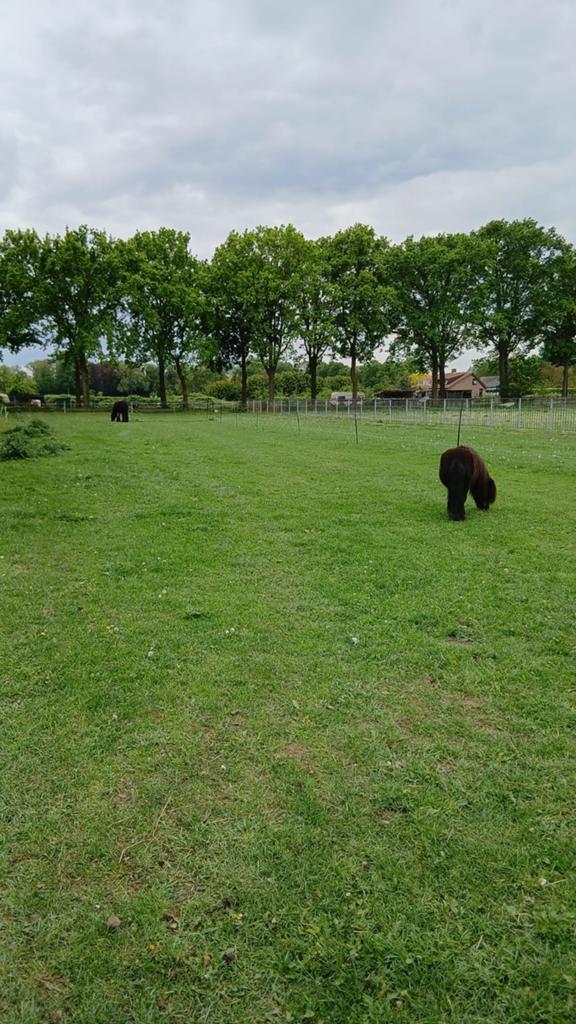 Vrije uitloop plek. Max 150, Dieren en Toebehoren