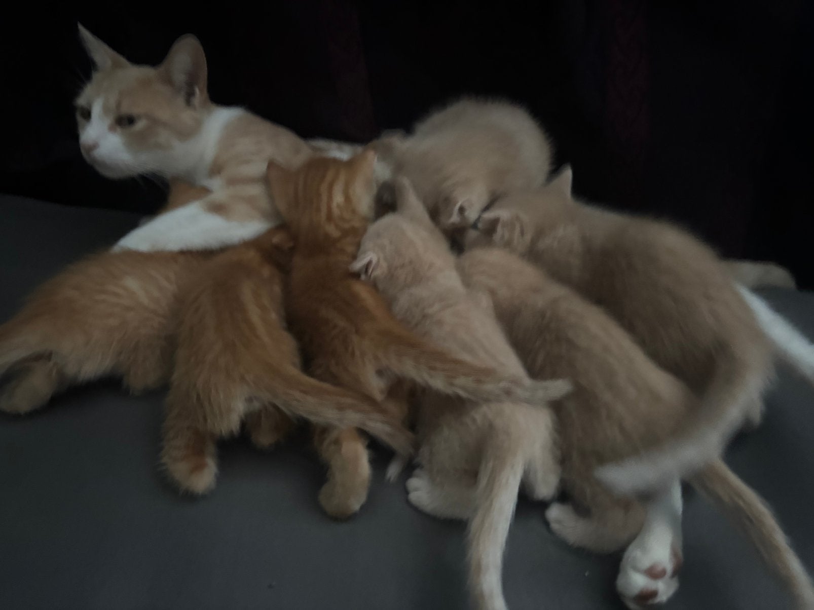 Lieve kittens zoeken een nieuw thuis, Dieren en Toebehoren, 0 tot 2 jaar