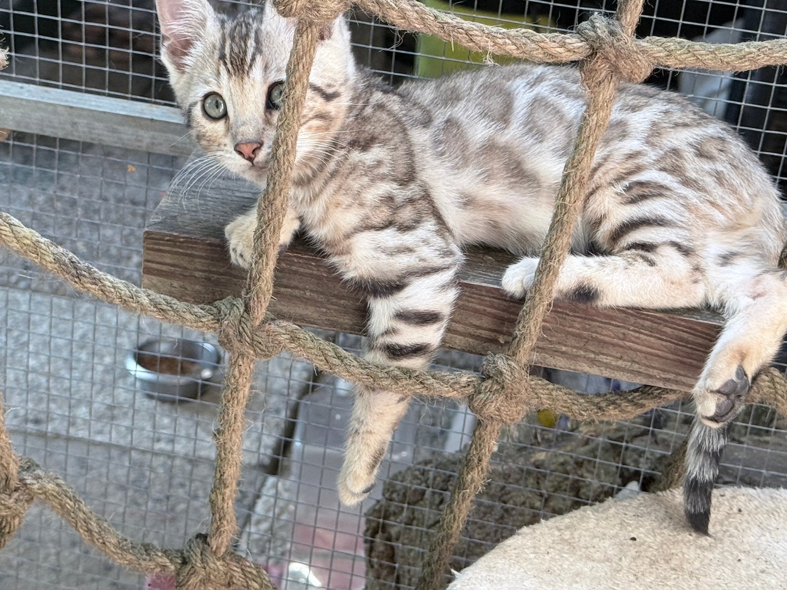 Bengaal kitten+ stamboom + gechipt, Kater, Kortharig, 0 tot 2 jaar