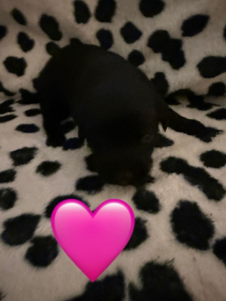 7 lieve labrador pups, Parvo, 8 tot 15 weken, Labrador retriever, Meerdere