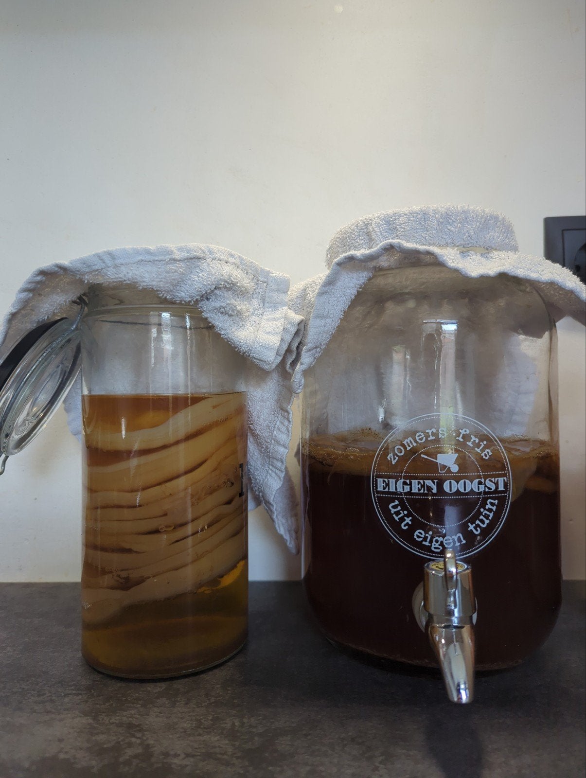 Kombucha scoby en startervloeistof, Ophalen