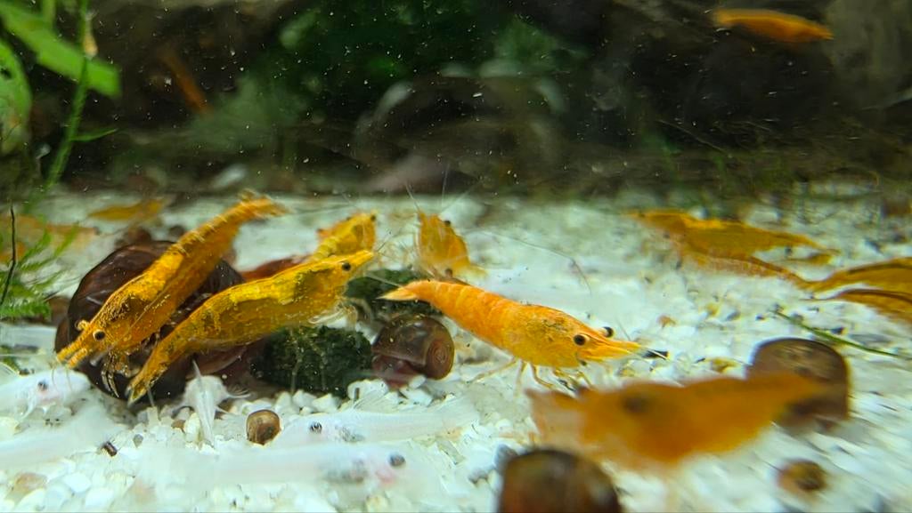 Neocaridina Orange / oranje neocaridina garnalen, Dieren en Toebehoren, Kreeft, Krab of Garnaal