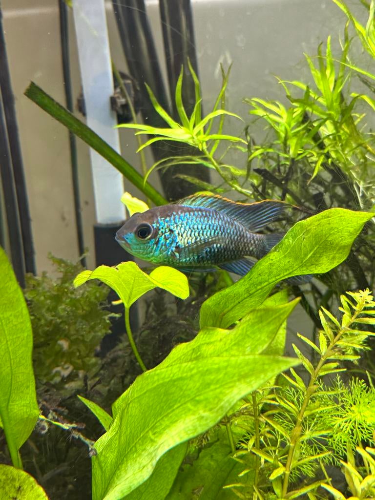Prachtige Blauwe Acara - Electric Blue, Vis